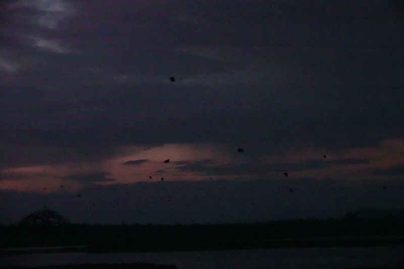 Viewing photos→2019→2019-02-03→36