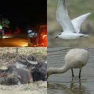 2019-02-04<br/>
<b>Yala National Park (යාල ජාතික වනෝද්‍යානය), Sri Lanka</b>
