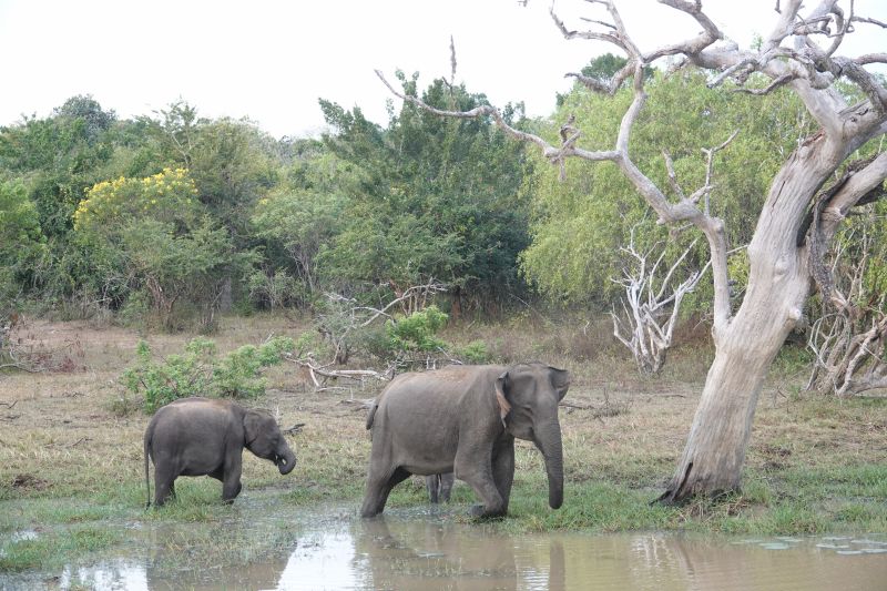 <i>Elephas maximus maximus</i> (Sri Lankan Elephant)