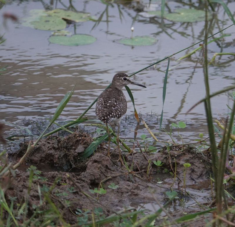<i>Tringa glareola</i> (Wood Sandpiper)
