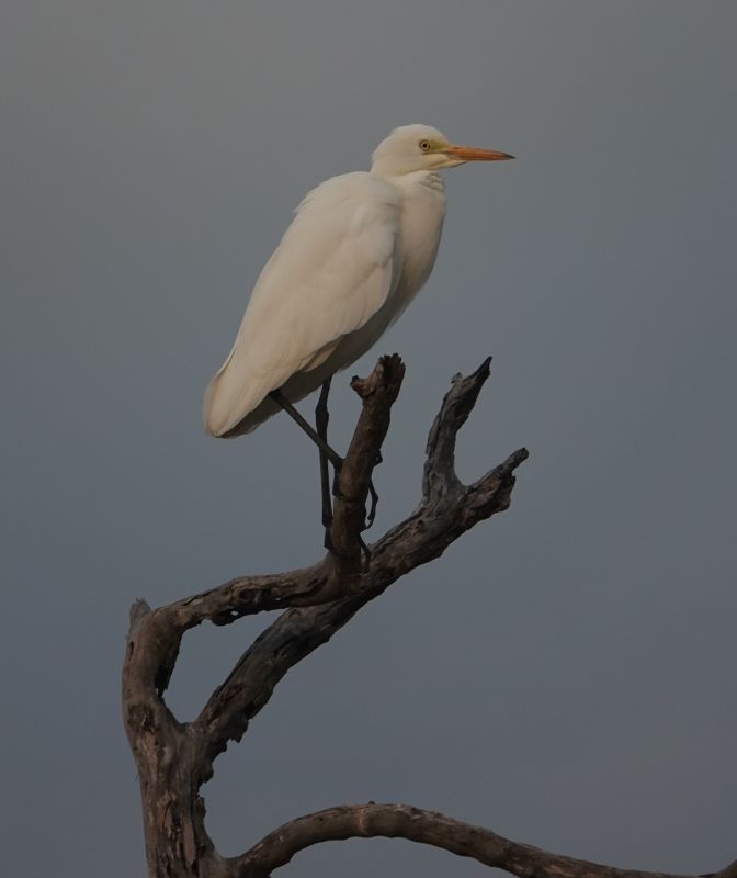 <i>Bubulcus ibis</i> (Cattle Egret)