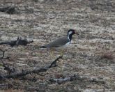 029.jpeg - 2019:02:04 01:31:58