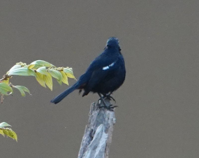 <i>Copsychus fulicatus</i> (Indian Robin)