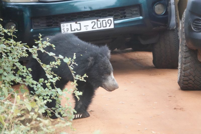 <i>Melursus ursinus inornatus</i> (Sri Lankan Sloth Bear)