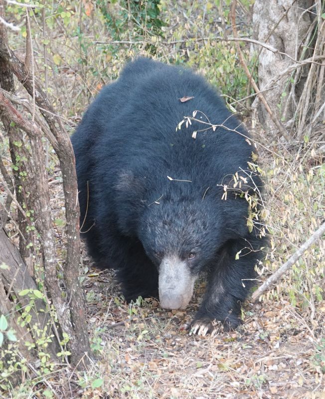 <i>Melursus ursinus inornatus</i> (Sri Lankan Sloth Bear)