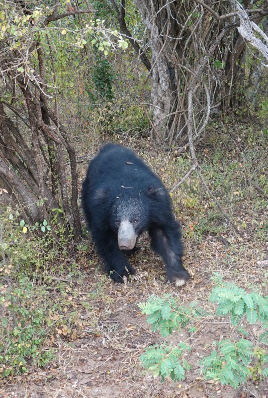 <i>Melursus ursinus inornatus</i> (Sri Lankan Sloth Bear)