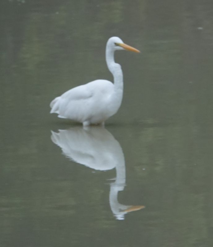 <i>Ardea intermedia</i> (Intermediate Egret)