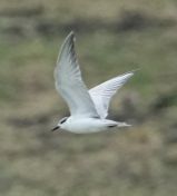 047.jpeg - 2019:02:04 03:09:40