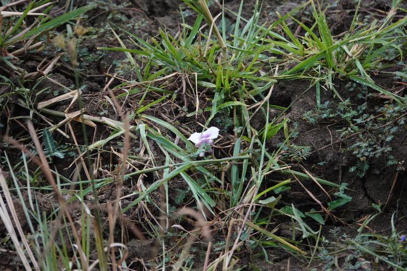 <i>Angiospermae</i> (flowering plants)