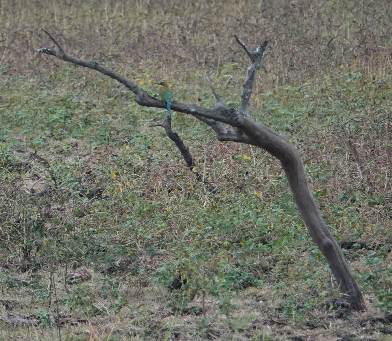 <i>Merops philippinus</i> (Blue-tailed Bee-eater)