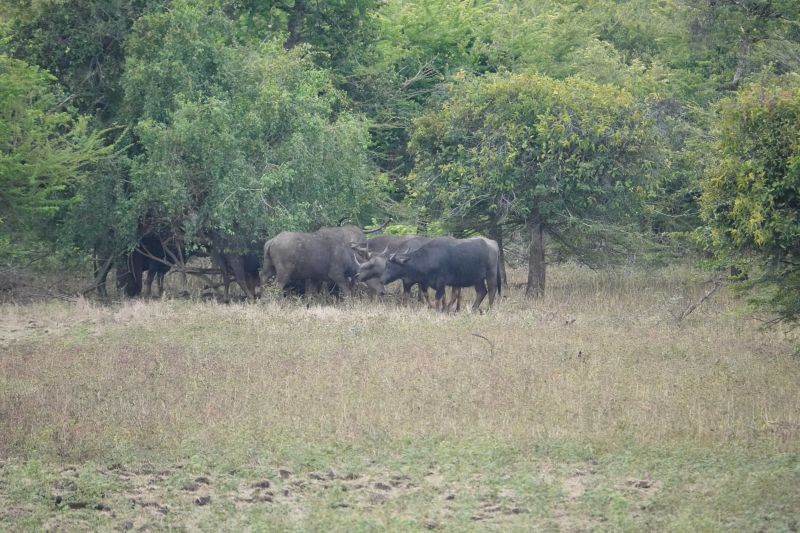 <i>Bubalus</i> (Water Buffaloes and Anoas)