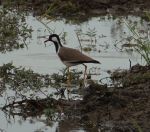 058.jpeg - 2019:02:04 03:26:14