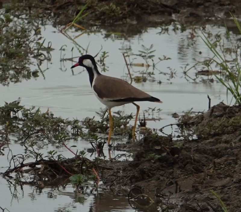 Viewing photos→2019→2019-02-04→058