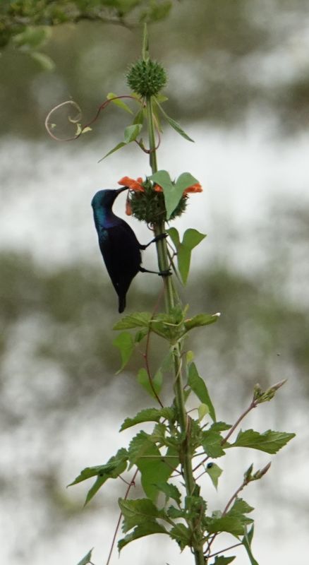 <i>Cinnyris asiaticus</i> (Purple Sunbird)