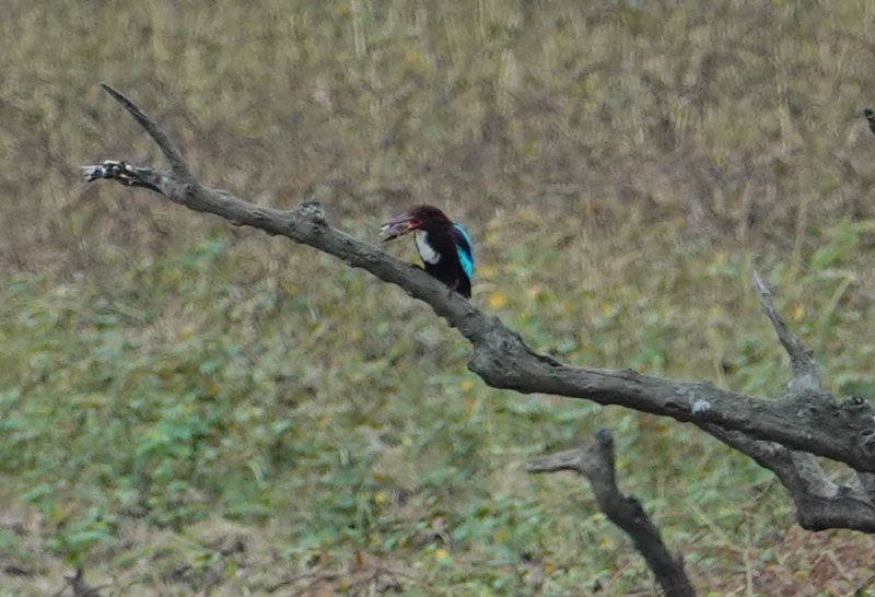 <i>Halcyon smyrnensis</i> (White-throated Kingfisher)