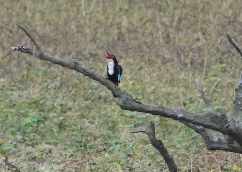 <i>Halcyon smyrnensis</i> (White-throated Kingfisher)