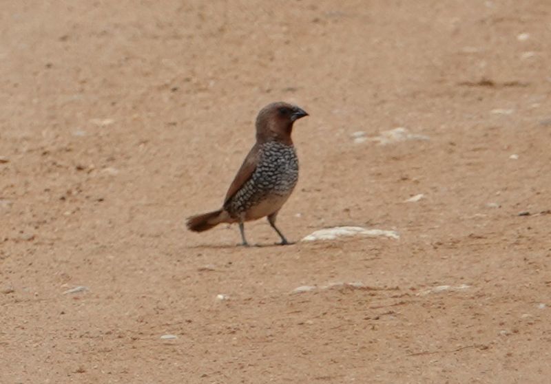 <i>Lonchura punctulata</i> (Scaly-breasted Munia)