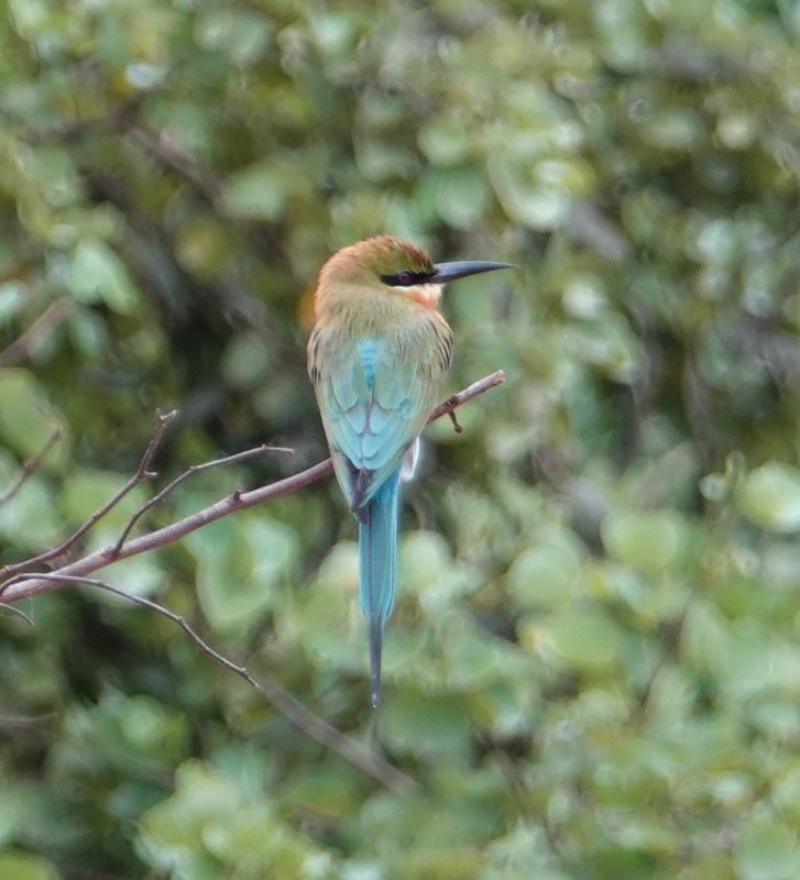 <i>Merops philippinus</i> (Blue-tailed Bee-eater)