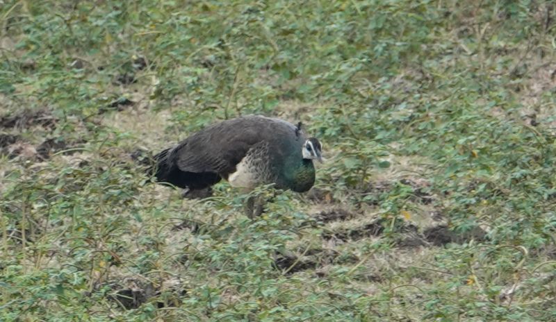 <i>Pavo cristatus</i> (Indian Peafowl)