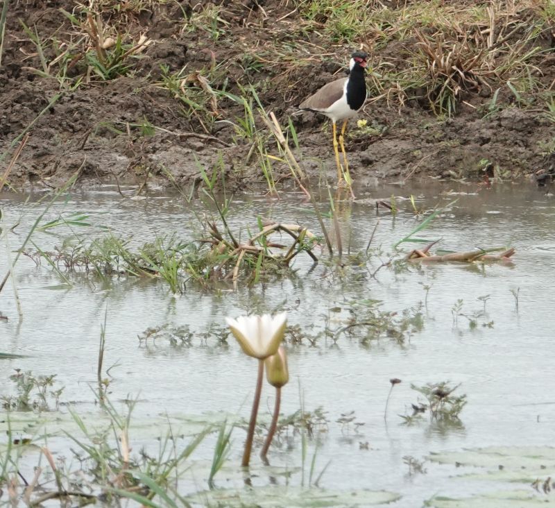 Viewing photos→2019→2019-02-04→075