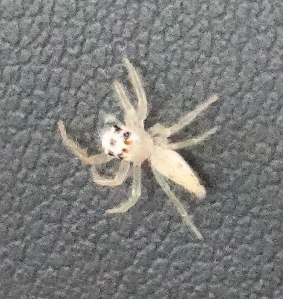 <i>Salticidae</i> (Jumping Spiders)