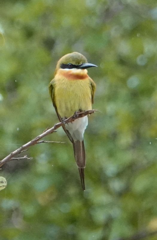 <i>Merops philippinus</i> (Blue-tailed Bee-eater)