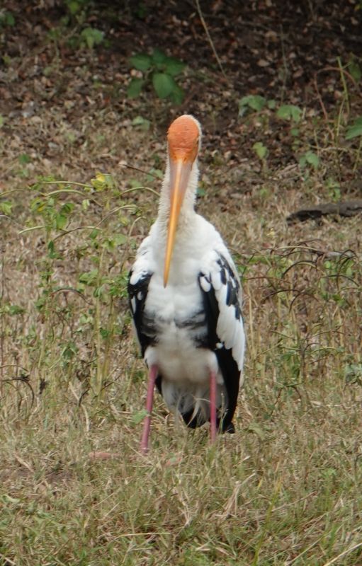 <i>Mycteria leucocephala</i> (Painted Stork)