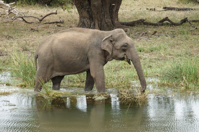 <i>Elephas maximus maximus</i> (Sri Lankan Elephant)