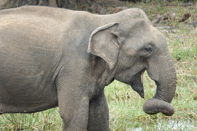 <i>Elephas maximus maximus</i> (Sri Lankan Elephant)