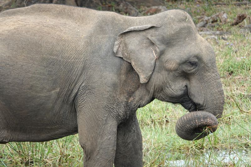<i>Elephas maximus maximus</i> (Sri Lankan Elephant)