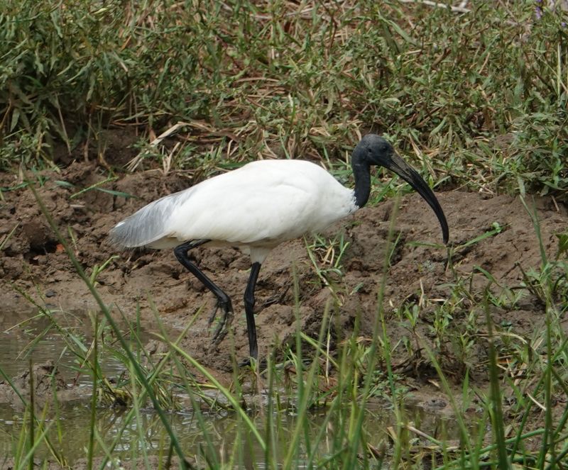 <i>Threskiornis melanocephalus</i> (Black-headed Ibis)