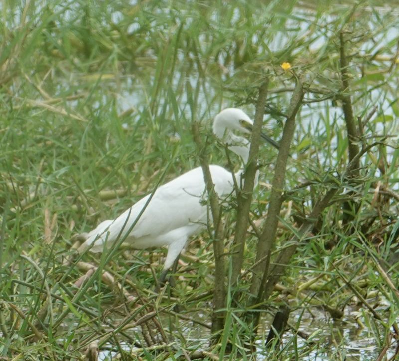 <i>Egretta garzetta</i> (Little Egret)