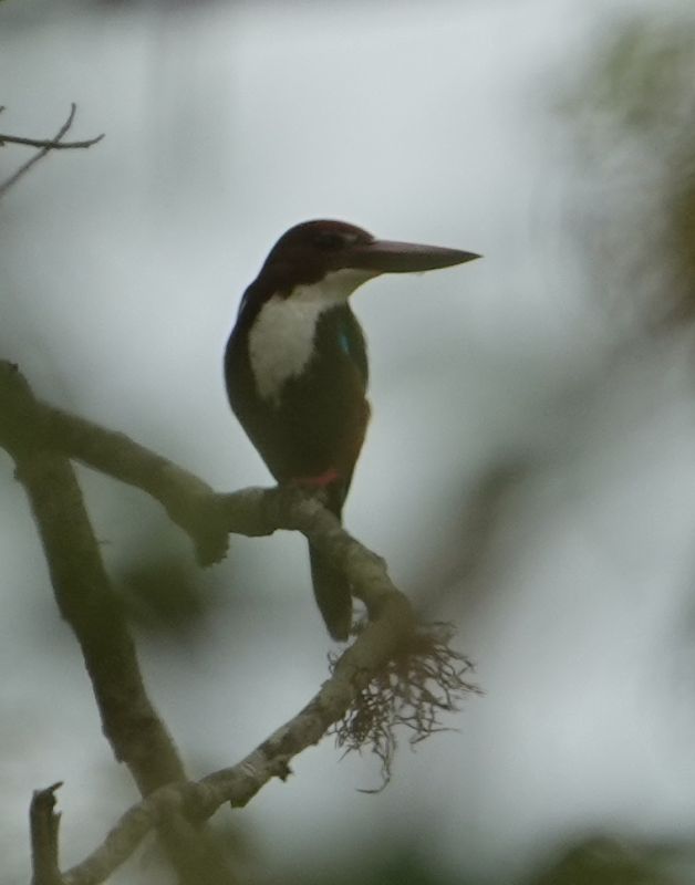 <i>Halcyon smyrnensis</i> (White-throated Kingfisher)