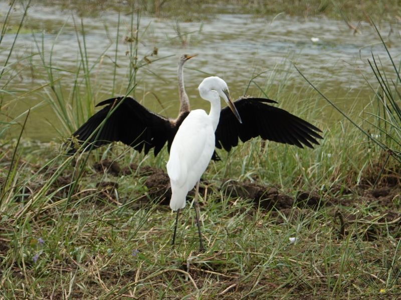 <i>Ardea alba</i> (Great Egret)