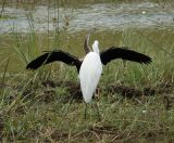 126.jpeg - 2019:02:04 05:24:25