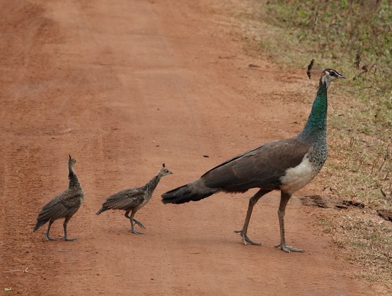 <i>Pavo cristatus</i> (Indian Peafowl)