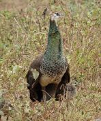 128.jpeg - 2019:02:04 05:26:44