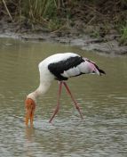 132.jpeg - 2019:02:04 05:29:35