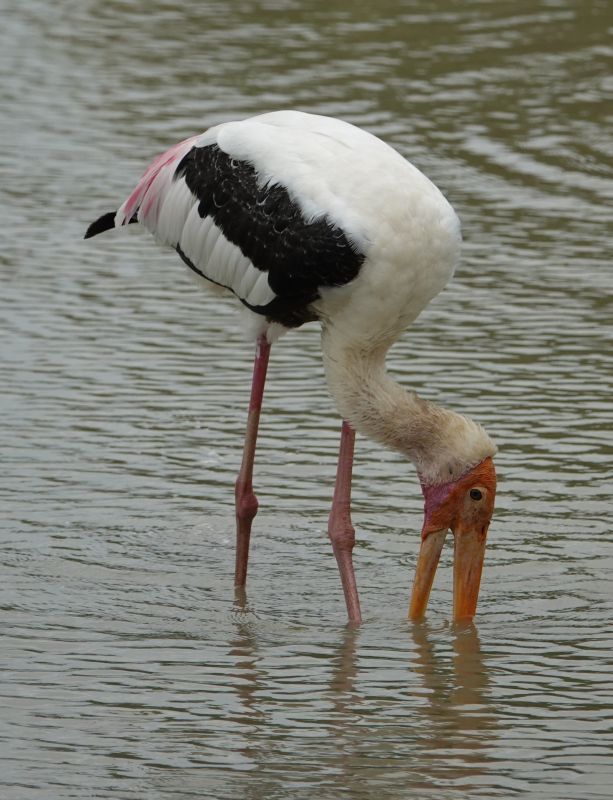 <i>Mycteria leucocephala</i> (Painted Stork)
