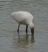 135.jpeg - 2019:02:04 05:29:56