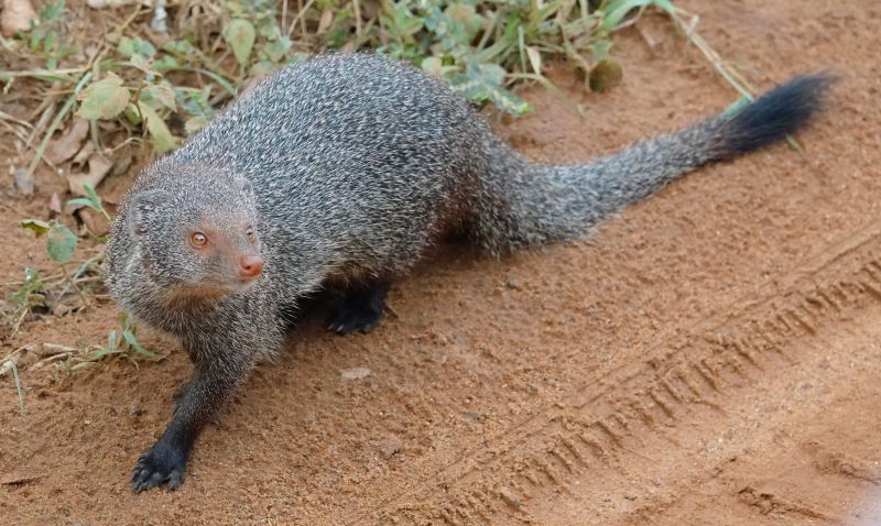<i>Urva smithii</i> (Ruddy Mongoose)