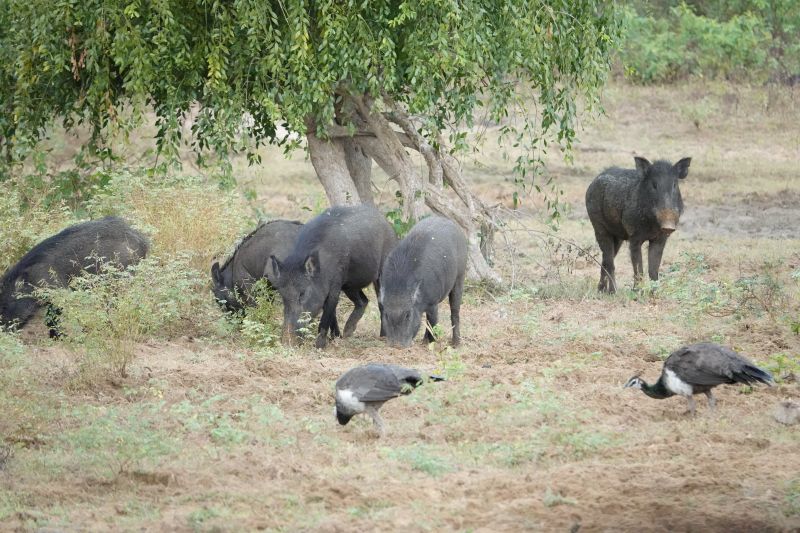 <i>Sus scrofa</i> (Wild Boar)