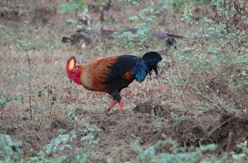 <i>Gallus lafayettii</i> (Sri Lanka Junglefowl)