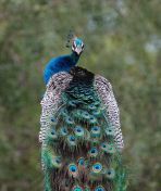 151.jpeg - 2019:02:04 09:03:29