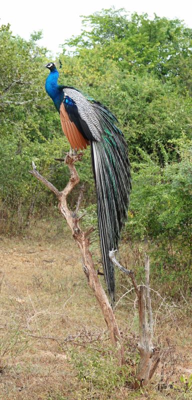 <i>Pavo cristatus</i> (Indian Peafowl)