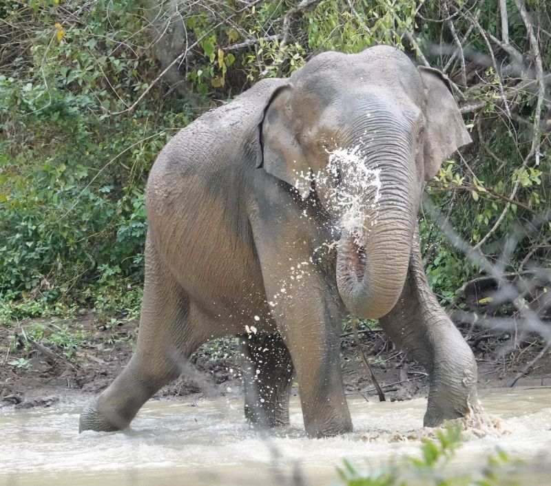 <i>Elephas maximus maximus</i> (Sri Lankan Elephant)