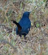 160.jpeg - 2019:02:04 09:16:13