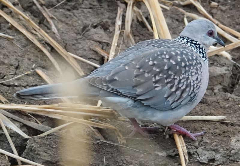 <i>Streptopelia chinensis</i> (Spotted Dove)