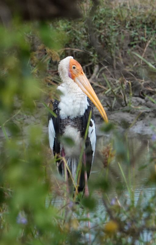 <i>Mycteria leucocephala</i> (Painted Stork)