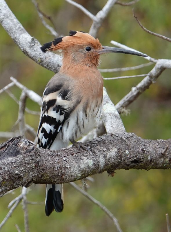 <i>Upupa epops</i> (Common Hoopoe)